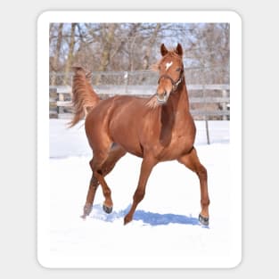 Palace malice filly Sticker